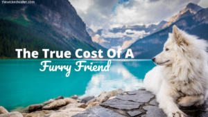 The True Cost Of A Furry Friend