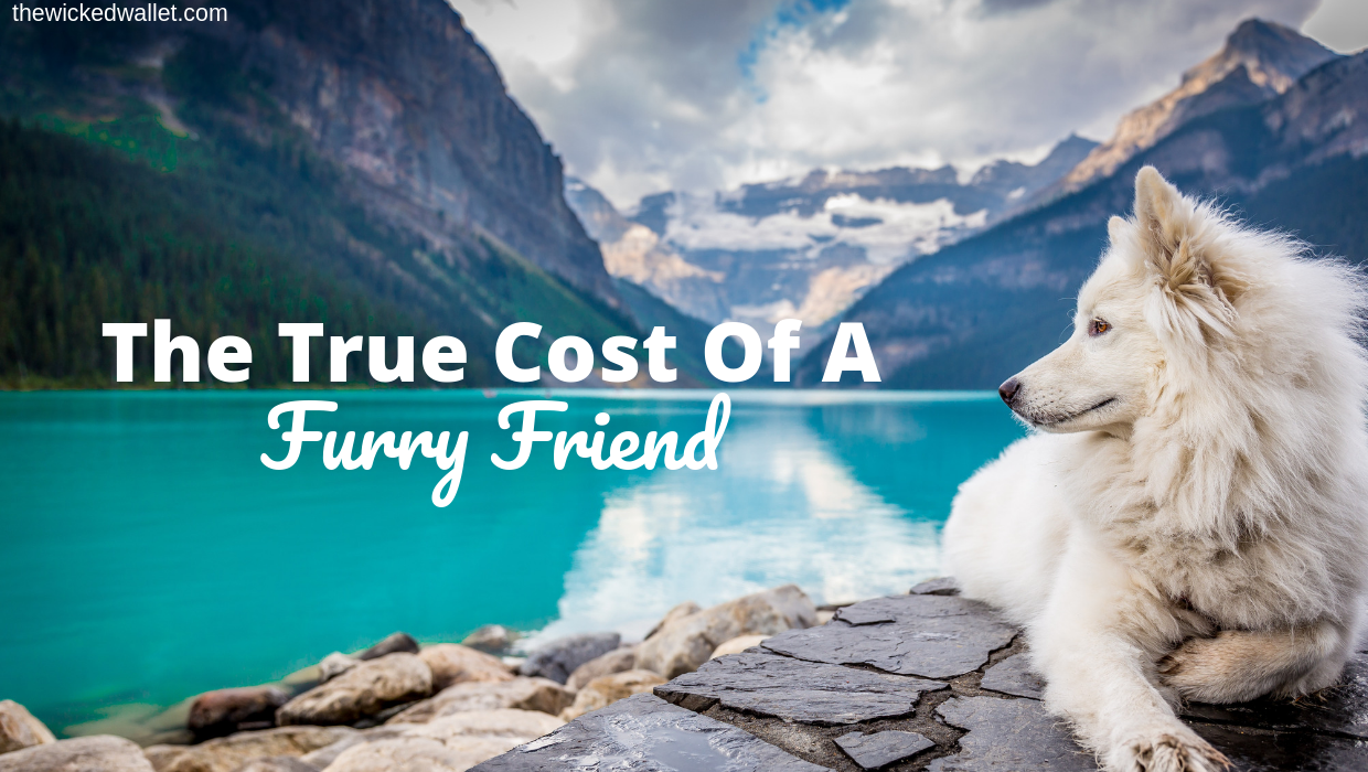 Read more about the article The True Cost of a Furry Friend