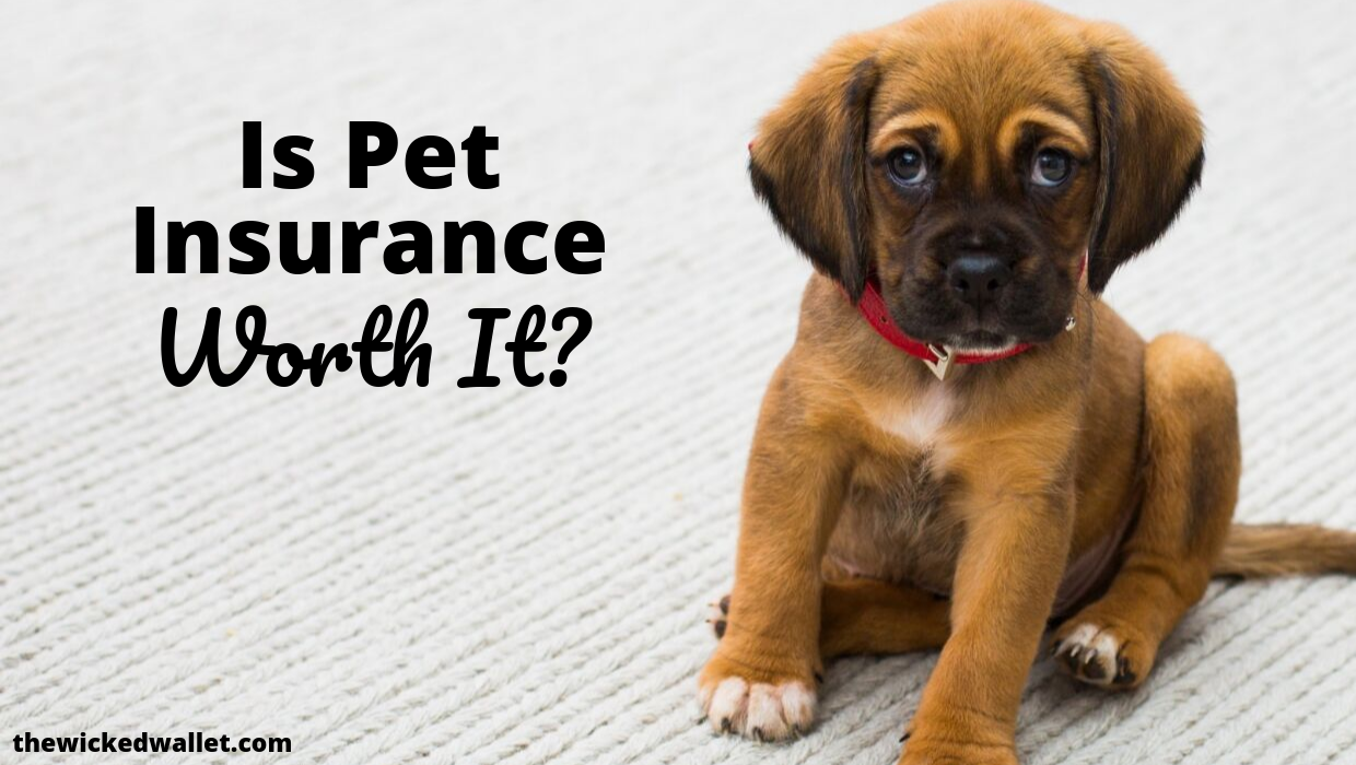 Read more about the article Is Pet Insurance Worth It?