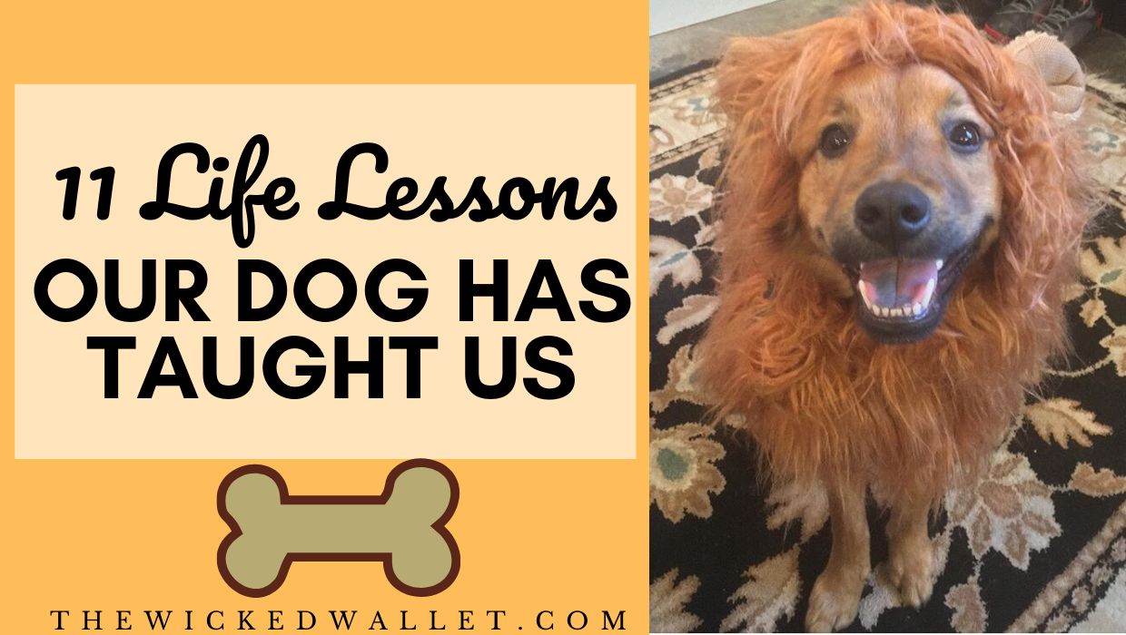 Read more about the article 11 Life Lessons Our Dog Has Taught Us